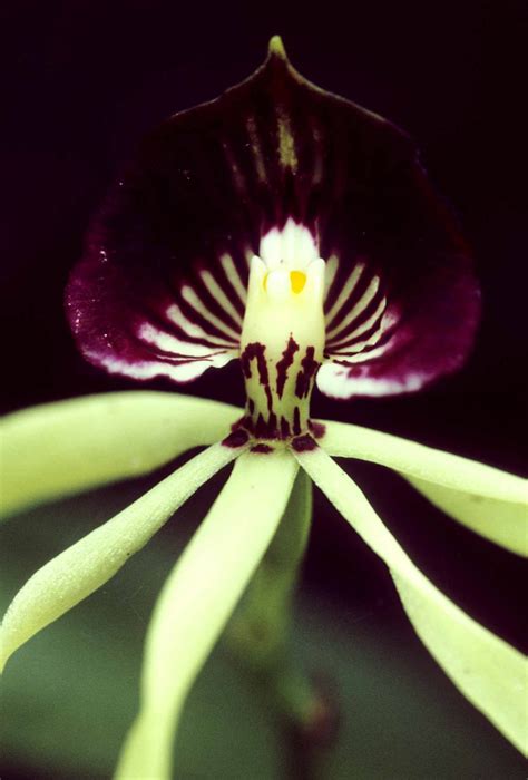 dongetrabi: Black Orchid Flower Images