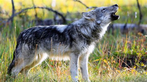 Image result for Coolest Wolves Howling