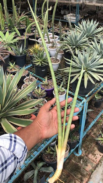 Sansevieria FLAMINGO – Fermosa plants