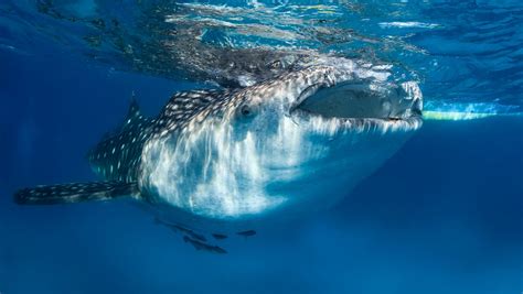 Whale Shark Facts You Probably Didn't Know | Reader's Digest