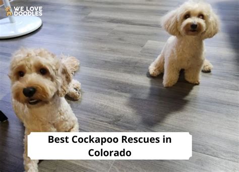 Image result for Adult Cockapoo Rescue Dogs