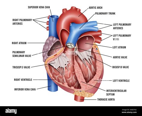 Heart Anatomy Chambers Valves And Vessels Human Body Anatomy