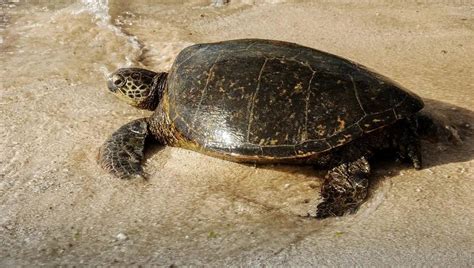 Image result for Cleaning Turtle Shell