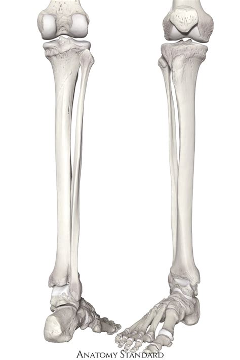 Unlabeled Tibia And Fibula Solved Choose 4 Areas On The Tibia And