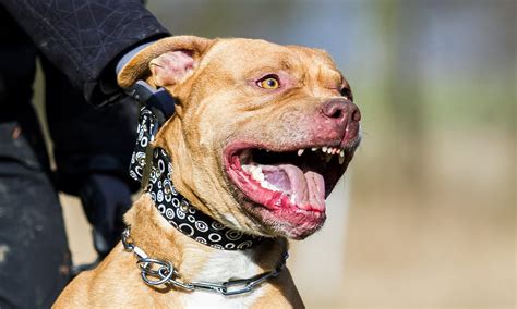 Meanest Dog Breeds In Us at Edith Corlett blog