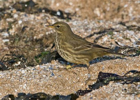 Kuvatulokset haulle pipit