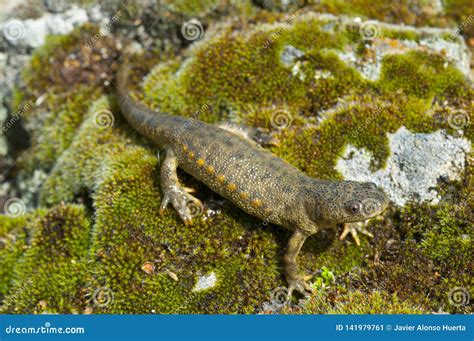 Spanish Ribbed Newt Pleurodeles Waltl Stock Image - Image of legs ...