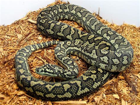 Image result for Carpet Python