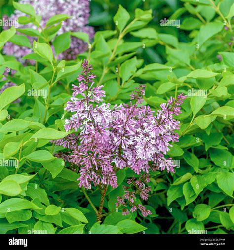 Syringa microphylla miss kim hi-res stock photography and images - Alamy