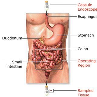 Image result for Tissue Sample Receiving