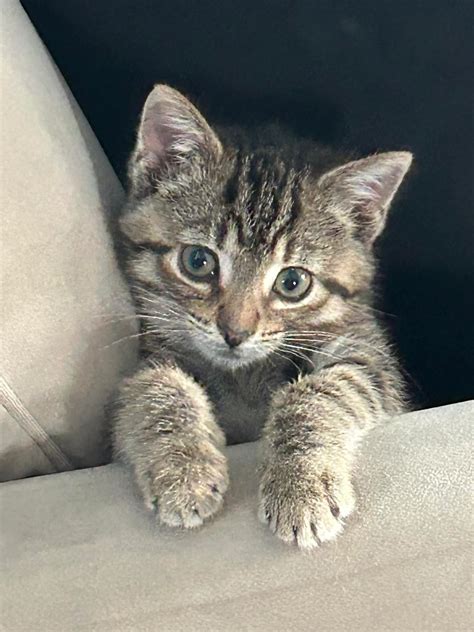 Vermilion Co Animal Shelter Joins BISSELL Pet Foundation to Bring ...