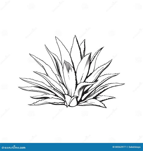 Hand Drawn Blue Agave, Main Tequila Ingredient Stock Vector ...