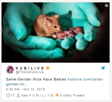 小鼠饲养科普：小鼠的一生和关于生命的延续_生物器材网