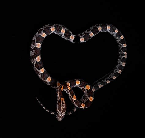 I heart snakes. Is my baby corn trying to tell me something? Caught ...