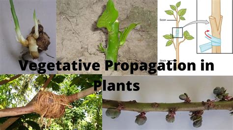 Image result for Vegetative Reproduction Daily Examples
