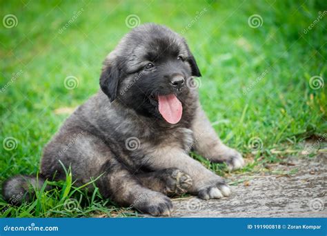 Portrait of Young Illyrian Shepherd Dog Puppy Sarplaninac, Yugoslavian ...