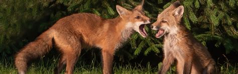 Download wallpaper animals, grass, branches, nature, spruce, pair, Fox ...