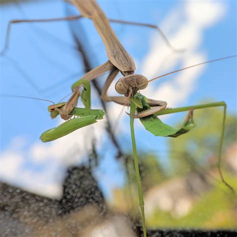 Praying Mantis Eating Younger Praying Mantis : natureismetal