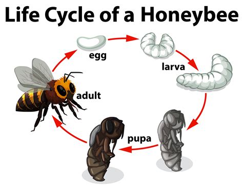 Honey Bee Life Cycle Diagram