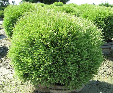 Mr. Bowling Ball® 'Linesville' Arborvitae - 4" pot - Thuja - Proven ...