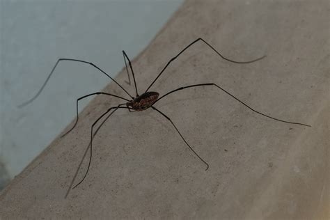 Are Daddy Long Legs Venomous To Dogs