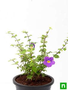 Buy Thunbergia Erecta Nana, Meyenia Erecta Nana, Bush Clock Vine (Blue ...