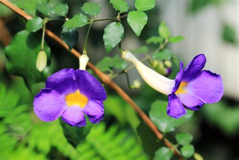 Thunbergia erecta Blue - Ornamental Flowering Plants– Exotic Flora