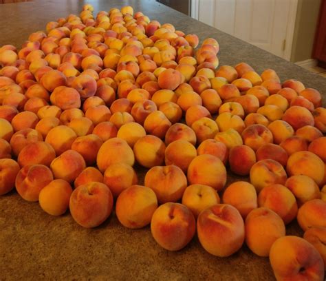Peach season is ON, like Donkey Kong! : r/gardening