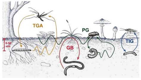 Soil Macrofauna: A key Factor for Increasing Soil Fertility and ...