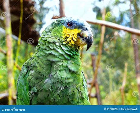 Blue-Fronted Amazon Parrot stock photo. Image of closeup - 217568784