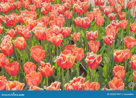 Colorful Tulips Blooming in Spring in the Famous Dutch Tulip Park ...