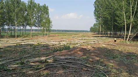 曲阳中河流村约50亩杨树被砍伐 村民称“村干部给树判了死刑”_砍树