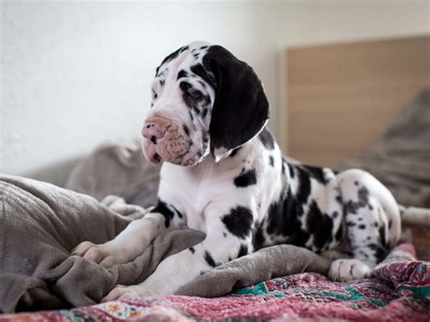 Rare Great Dane-Mastiff Mix Puppies Have People Totally Captivated