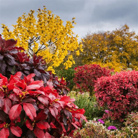 Bright Red Leaves Shrubs