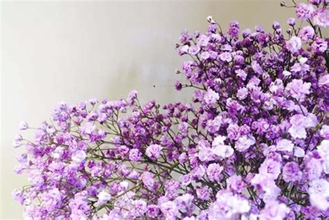 紫色满天星花语是什么有哪些美好寓意-绿宝园林