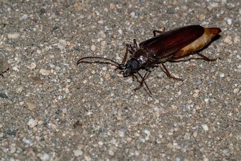 Palo Verde Beetle Insect Facts - Derobrachus hovorei - A-Z Animals