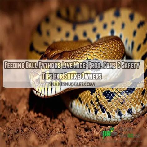 Feeding Live Animals to Python's 的图像结果