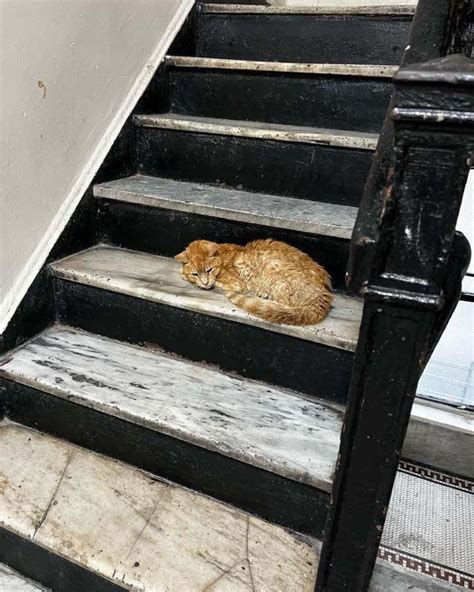 Abandoned Senior Cat Found On The Stairs Was Hungry And Frightened ...