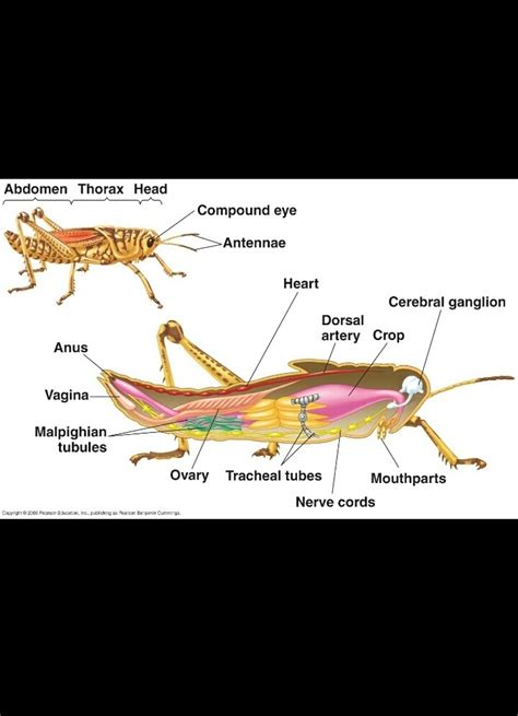 Draw the well labelled diagram of alimentary canal of grasshopper ...