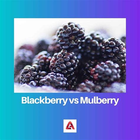 Blackberry vs Mulberry: Difference and Comparison