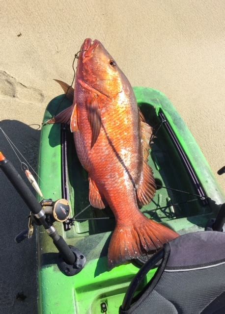 Image result for Pacific Snapper