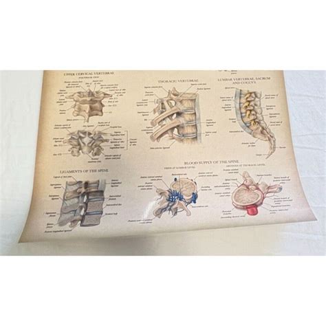 Anatomy of the Spine Ligaments Joints Poster Double Sided Medical Anatomy Chart - School ...
