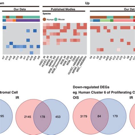 Downs Cell Diagram 的图像结果