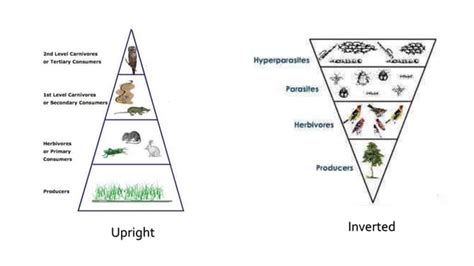 Image result for Ecological Pyramids Explained