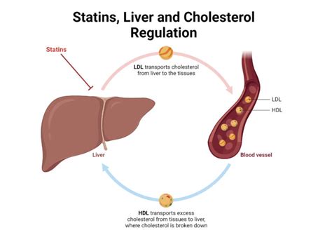 https://endoconsult.b-cdn.net/wp-content/uploads/statins-and-cholesterol-regulation-768x576.jpg
