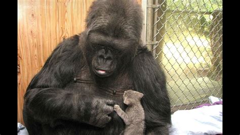 Koko, the gorilla who knew sign language, dies at 46 | 10tv.com