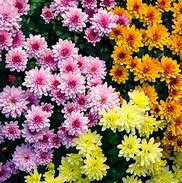 chrysanthemums 的图像结果