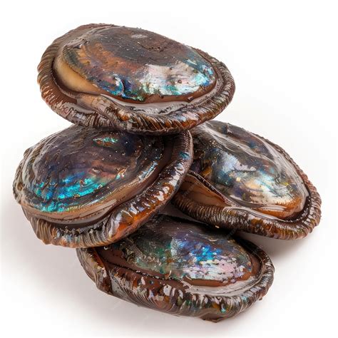 Fresh Raw Abalone Pile Isolated Abalone Seafood Delicacy Shellfish on ...