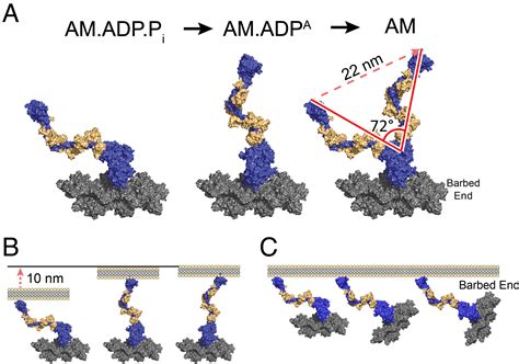 High-resolution structures of Myosin-IC reveal a unique actin-binding ...