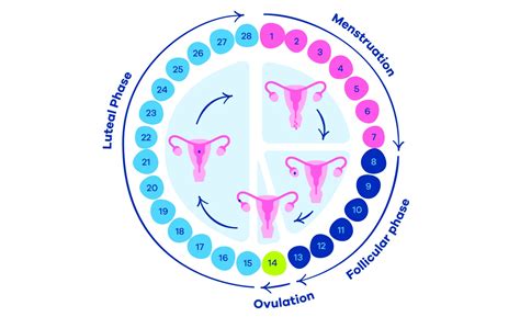 Image result for Period Cycle Explained